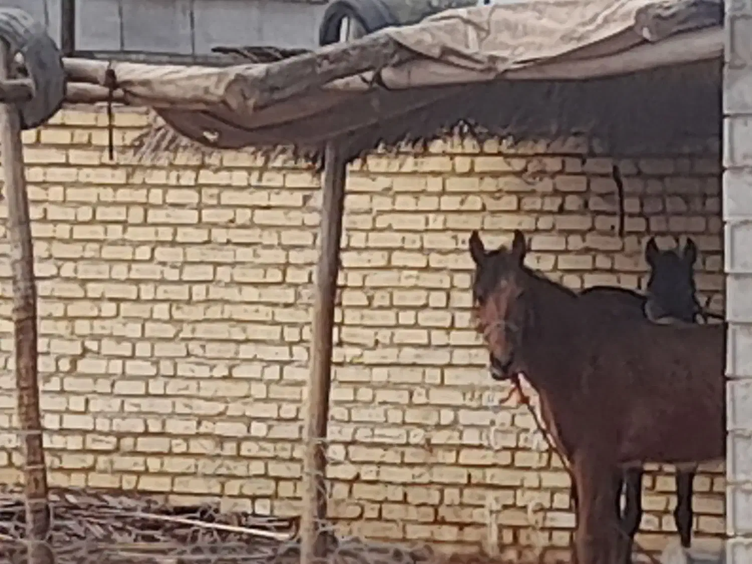 کره اسب|اسب و تجهیزات اسب‌سواری|سروستان, |دیوار