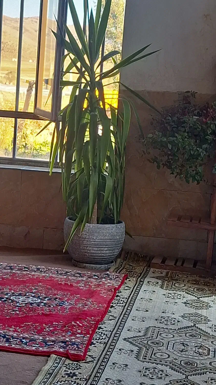 گل طبیعی وزیبا قدبیش از۱/۵|گل و گیاه طبیعی|آباده, |دیوار