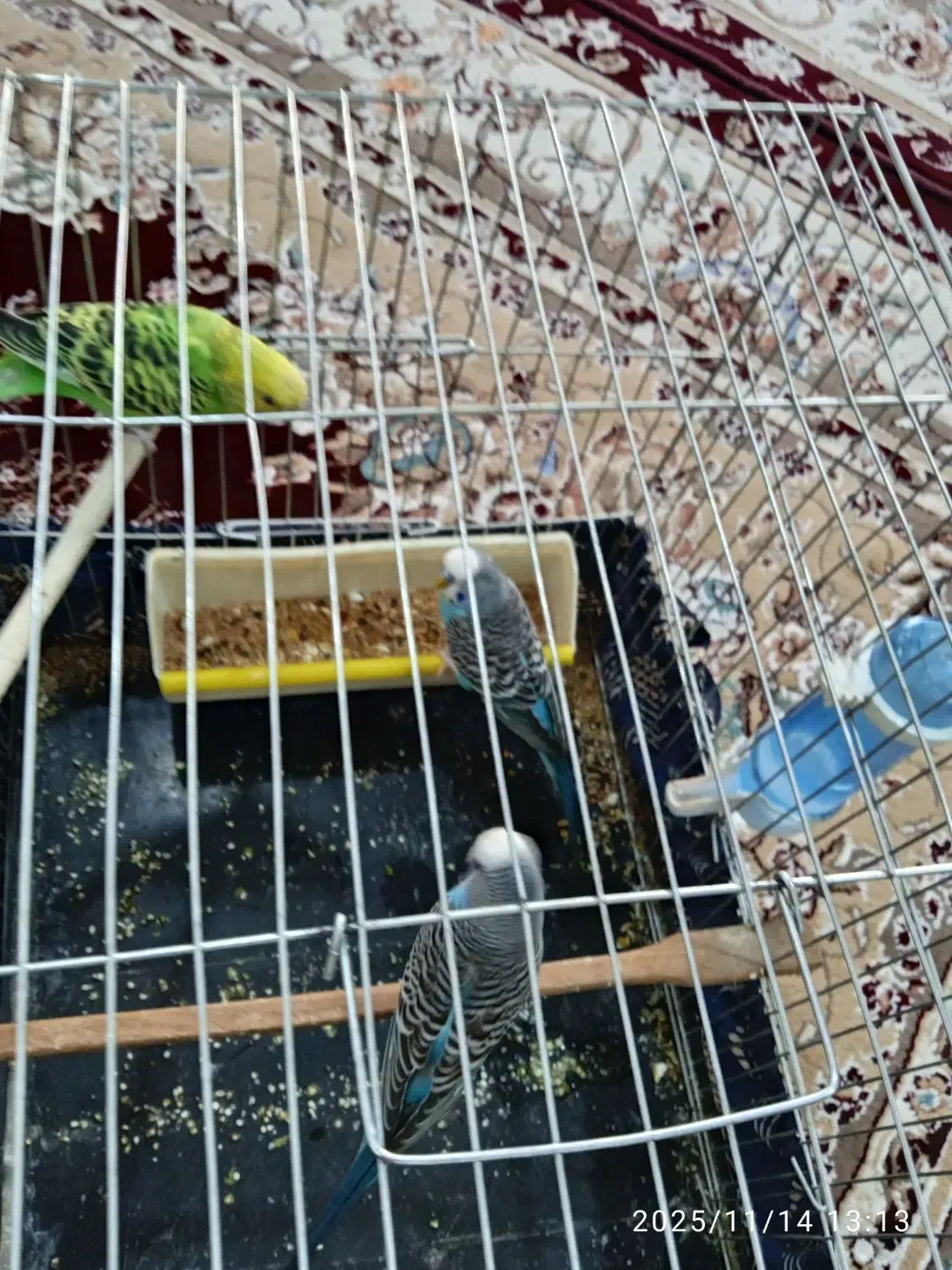 سه عد مرغ عشق|پرنده|سنندج, |دیوار