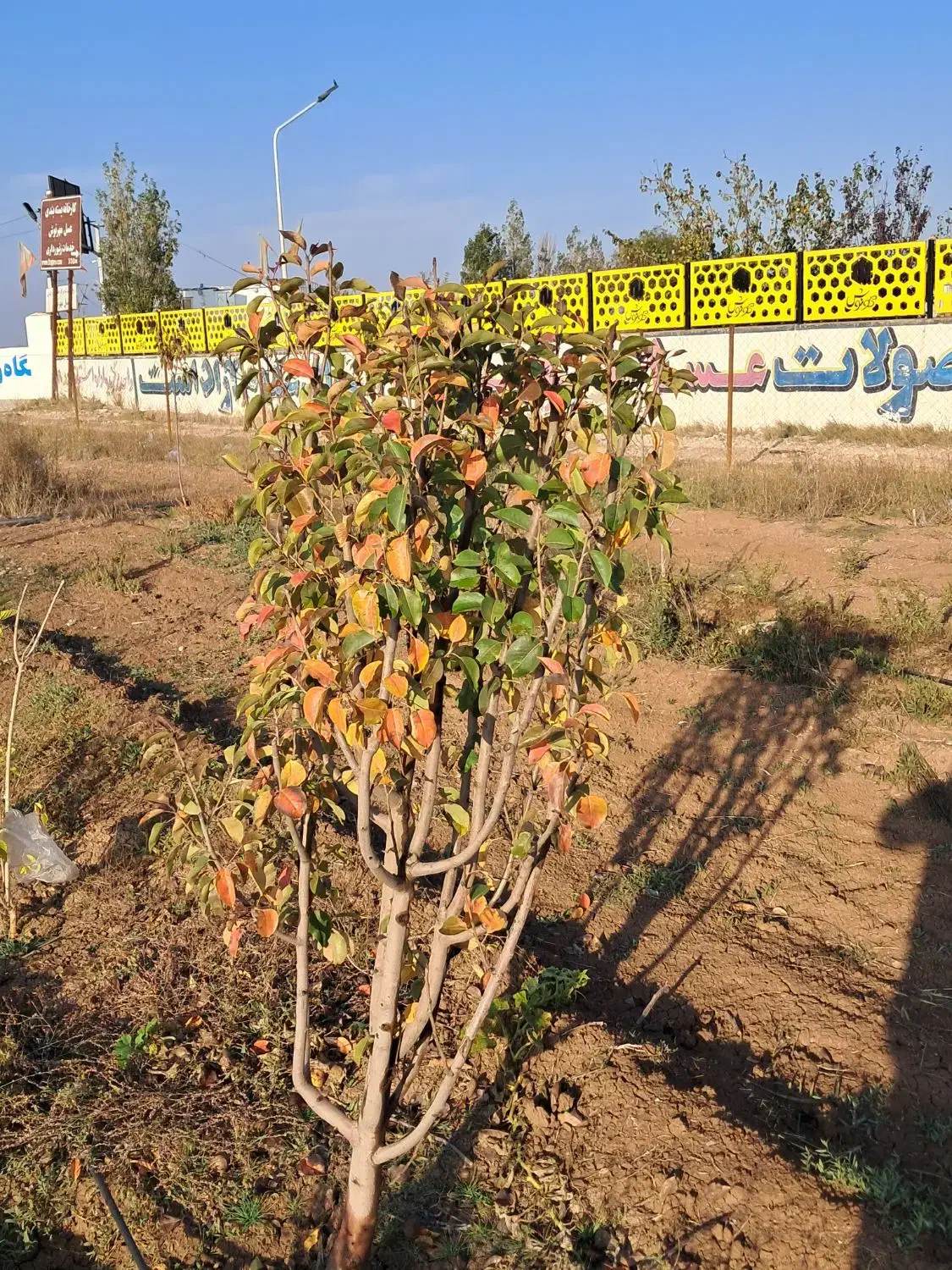 باغ|فروش زمین و ملک کلنگی|نمین, |دیوار
