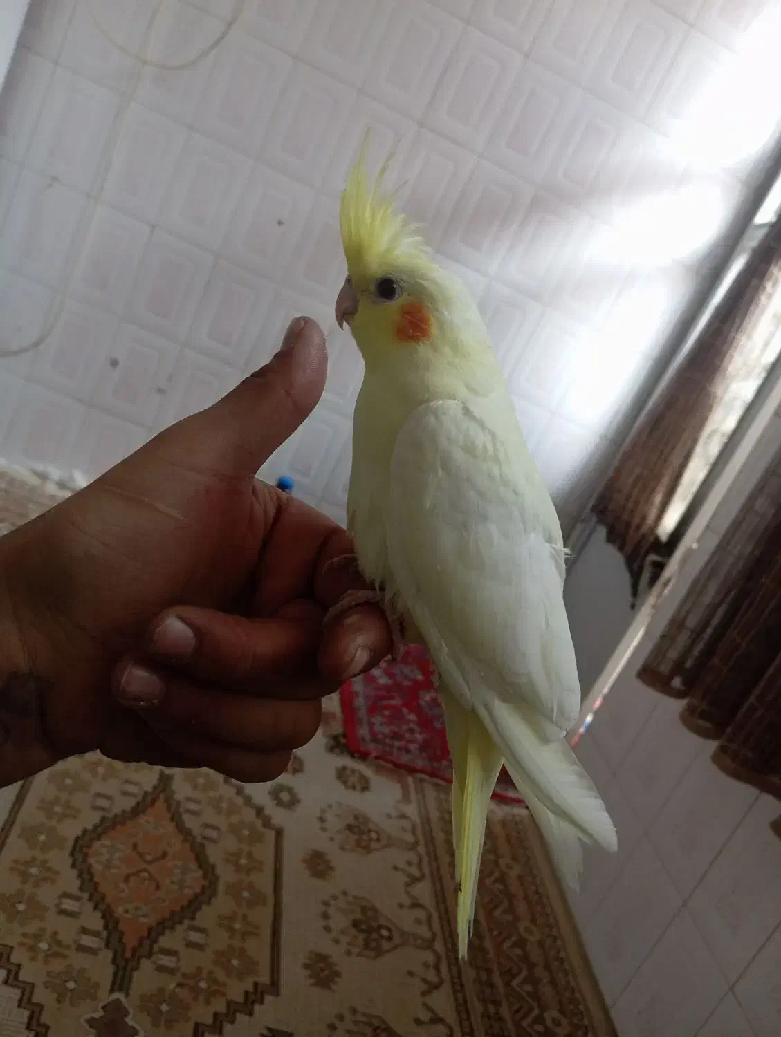 عروس هلندی|پرنده|بروجرد, |دیوار