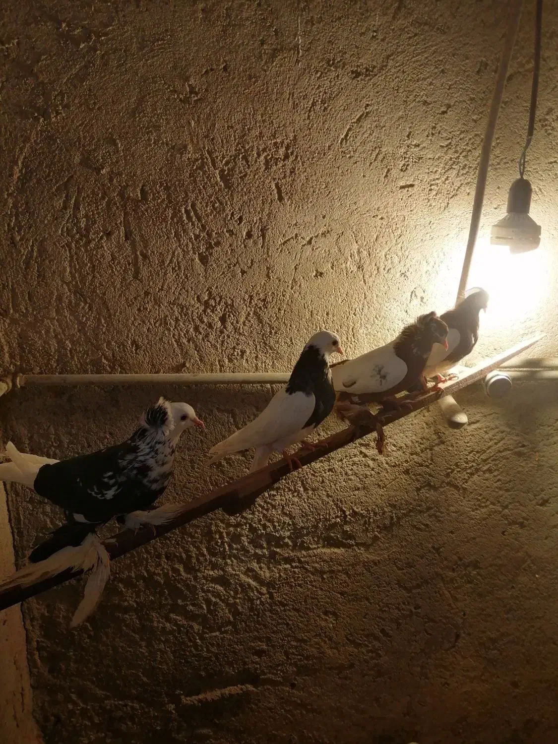 کبوتر|پرنده|تبریز, |دیوار