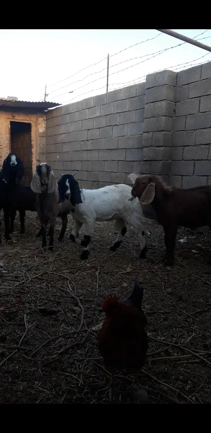 فروش|حیوانات مزرعه|بردسکن, |دیوار
