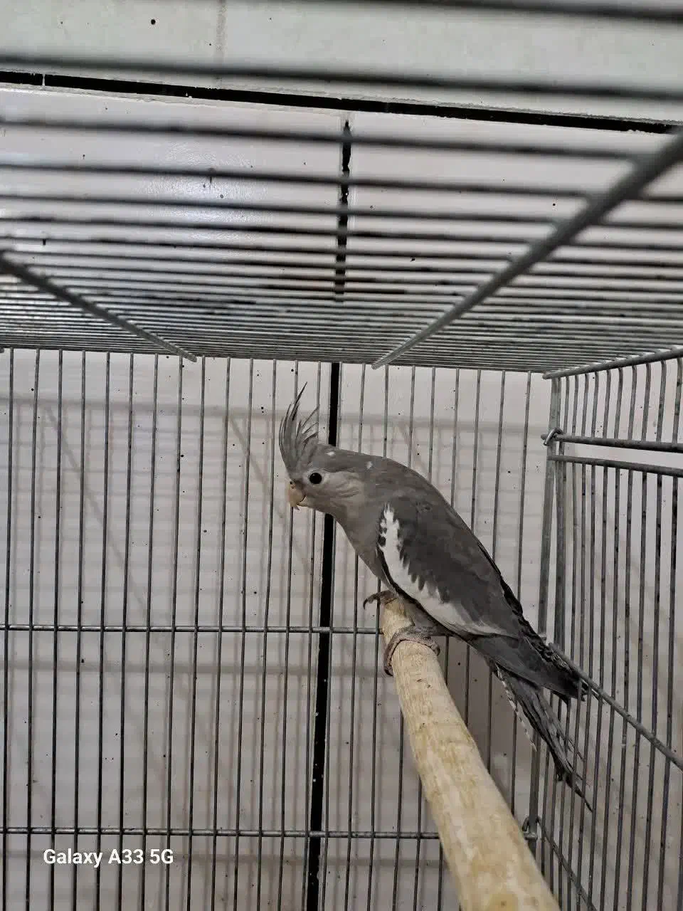 عروس هلندی|پرنده|نجف‌آباد, طالقانی|دیوار