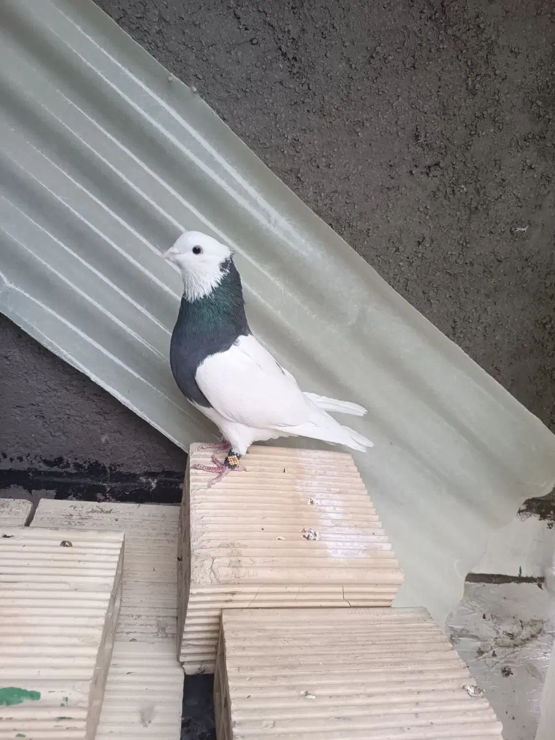 یک جفت کبوتر طوقی بدون غلط|پرنده|برخوار, |دیوار