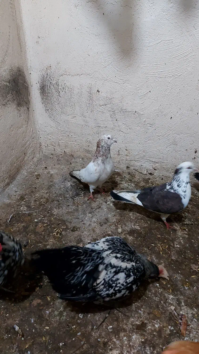 کبوتر|پرنده|ابهر, |دیوار