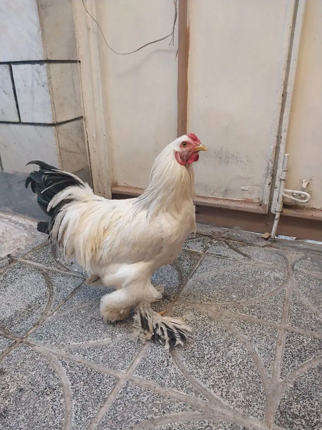 خروس لایت برهما و جوجه گلین و مرغ سیاه محلی|حیوانات مزرعه|کرج, ساسانی (قلمستان)|دیوار