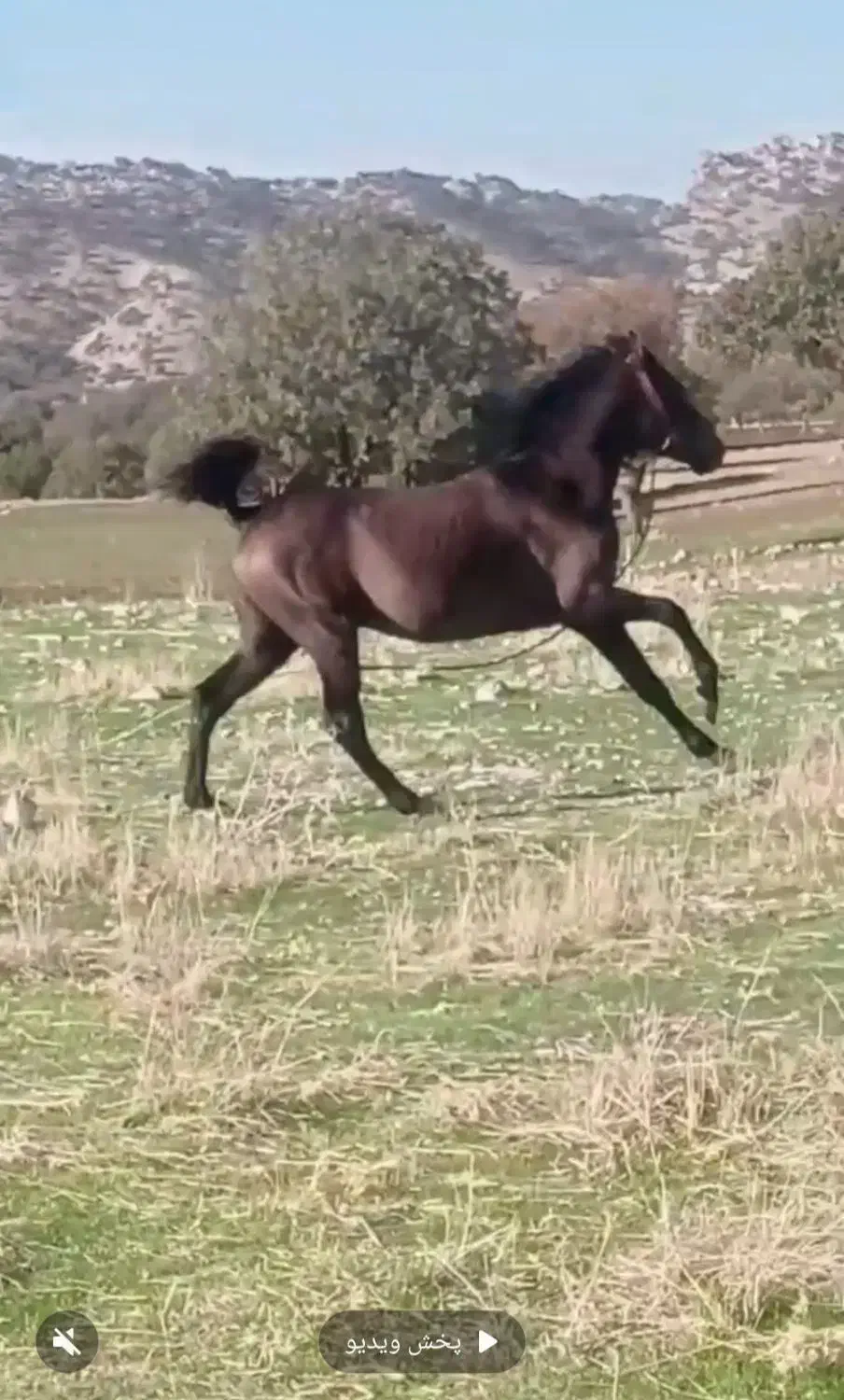 ۱۰۰ملیون|اسب و تجهیزات اسبسواری|حمیل, |دیوار