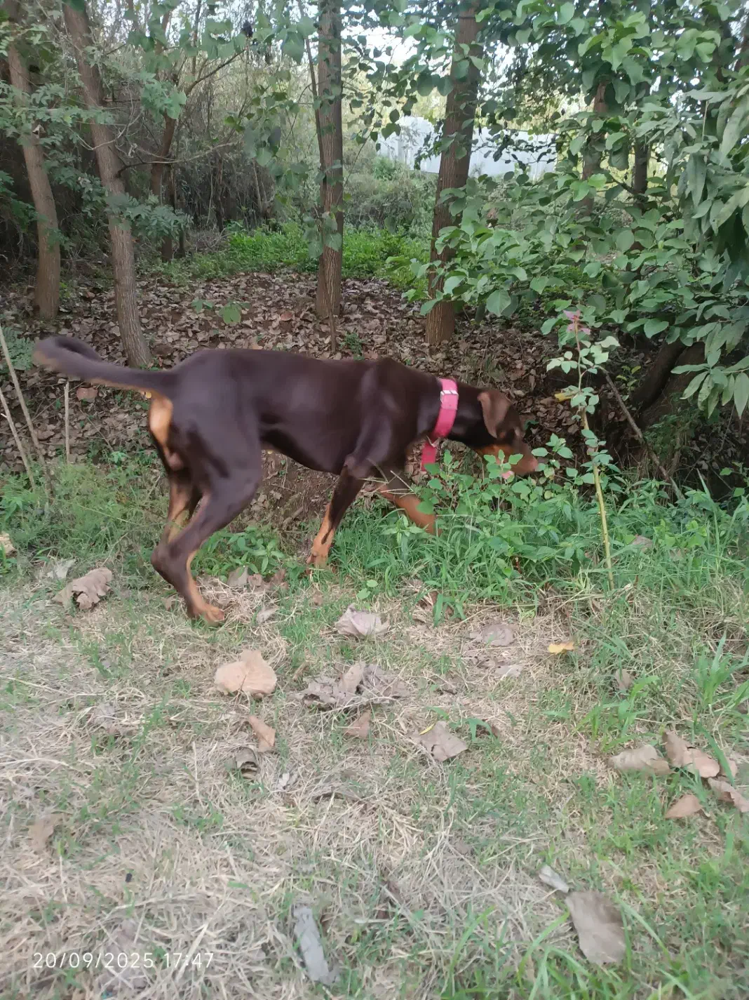 سگ دوبرمن|سگ|لنگرود, |دیوار