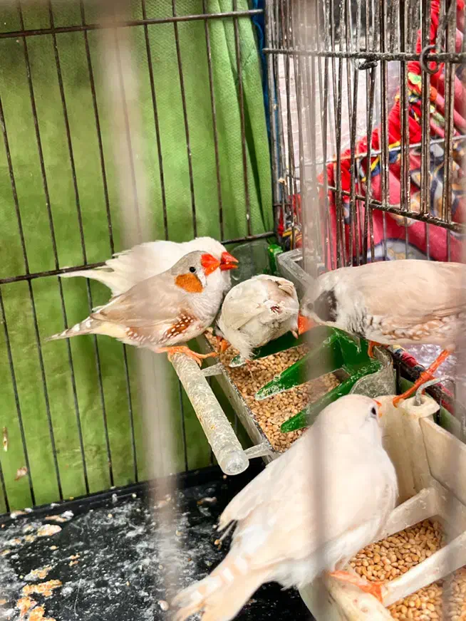 فنچ زبرا نروماده سالم وسلامت|پرنده|ری, شهرک نظامی|دیوار