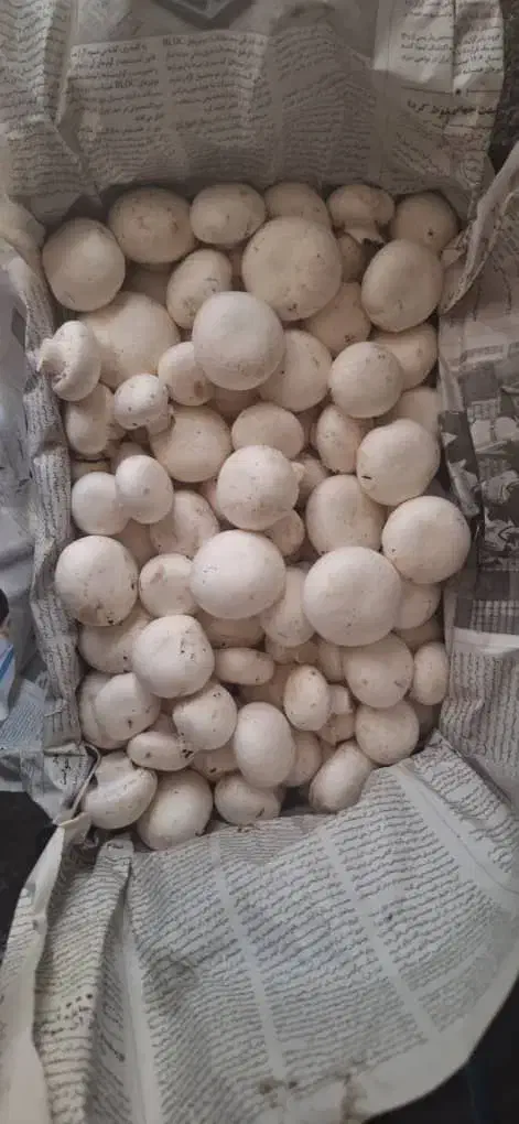 قارچ درجه ۱|خوردنی و آشامیدنی|شیراز, شهرک بهشتی|دیوار
