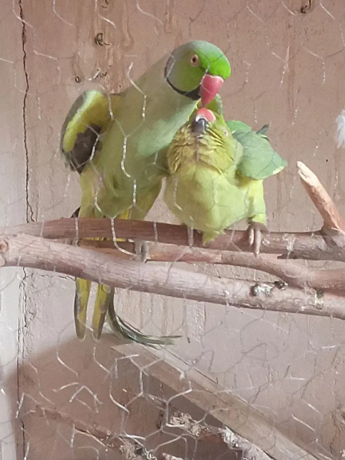 پرنده|پرنده|سیرجان, |دیوار