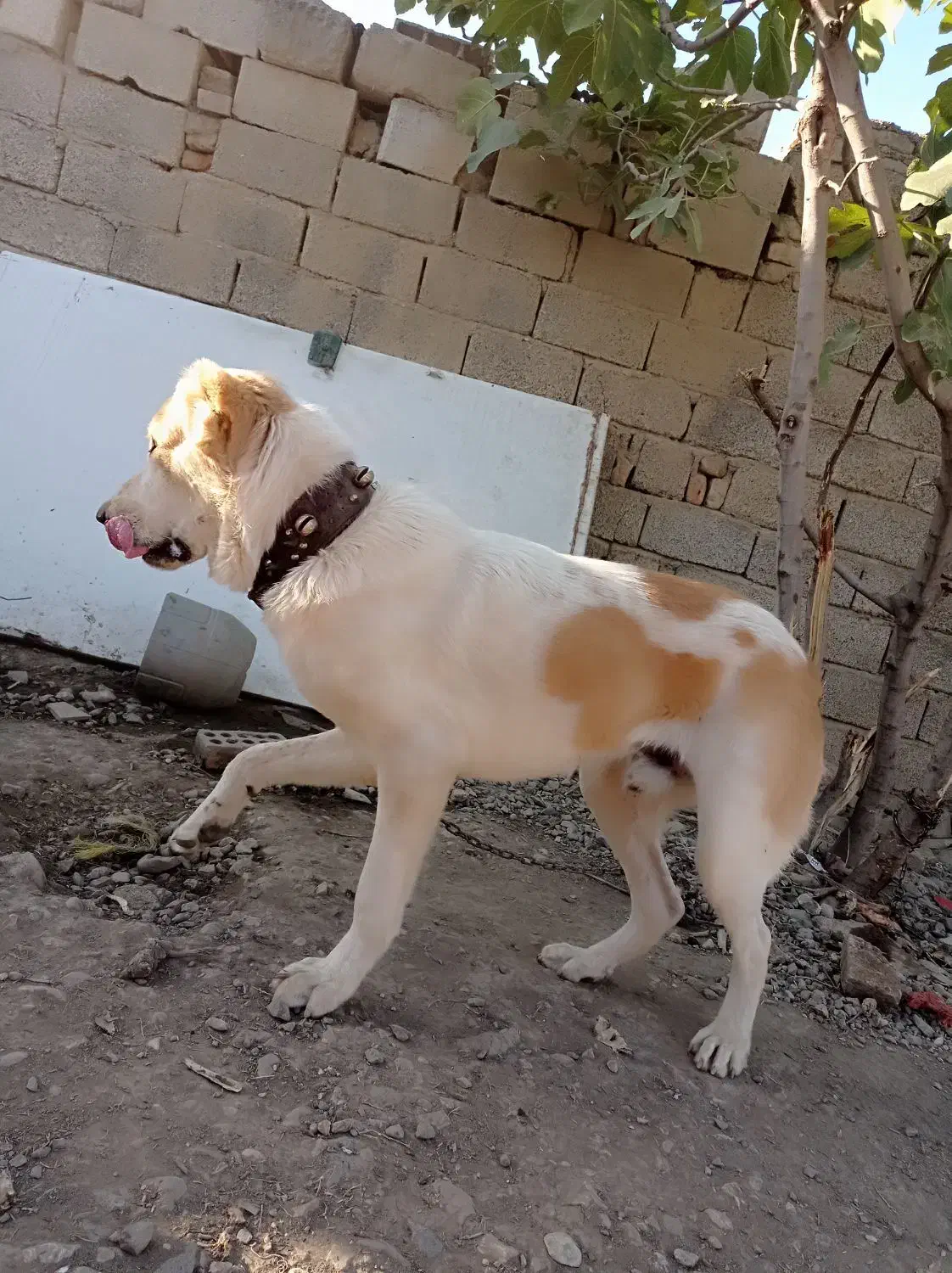 سگ اصیل آلابای|سگ|گنبد کاووس, |دیوار