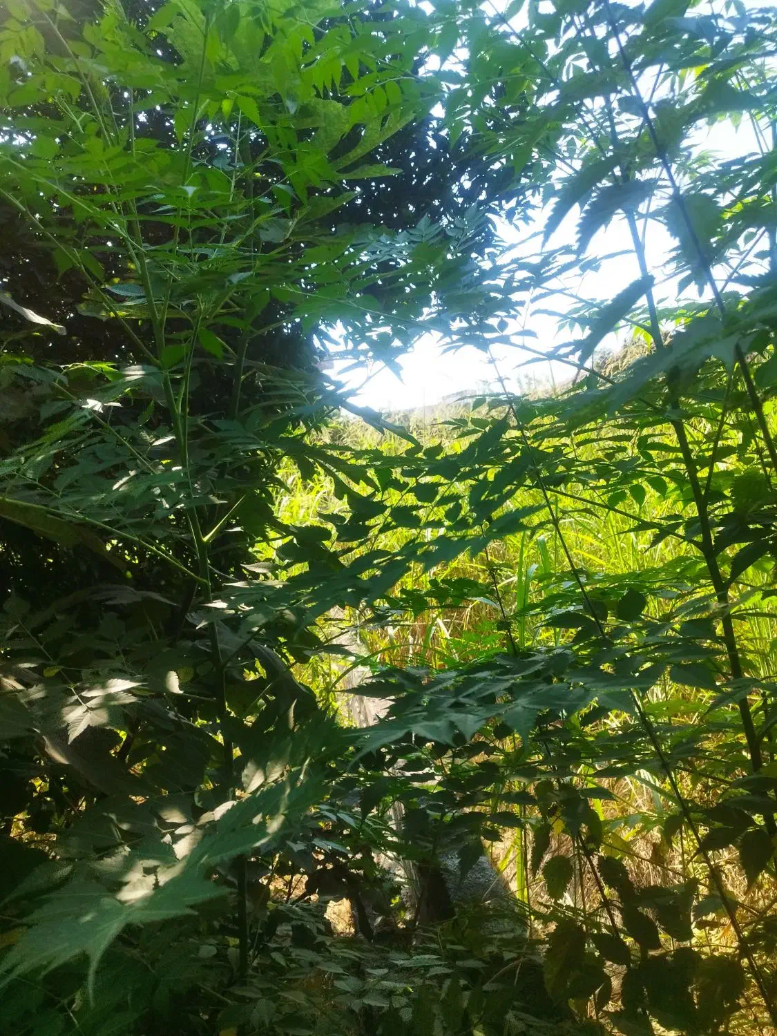 فروش ۲۰۰۰ متر زمین مسکونی در تازه آباد|فروش زمین و ملک کلنگی|بهنمیر, |دیوار