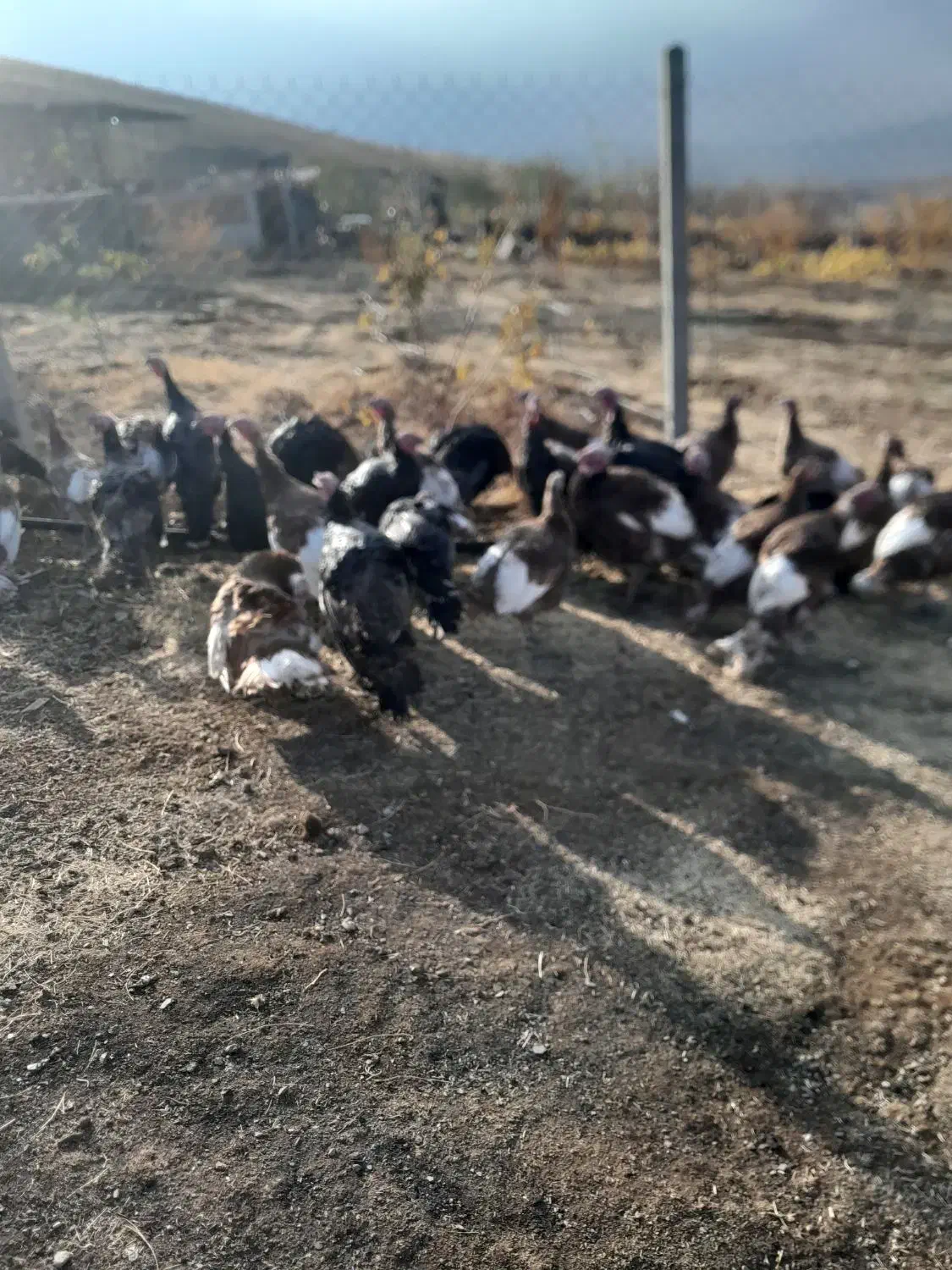 بوقلمون محلی و کاملا اورگانیک|حیوانات مزرعه|زیویه, |دیوار