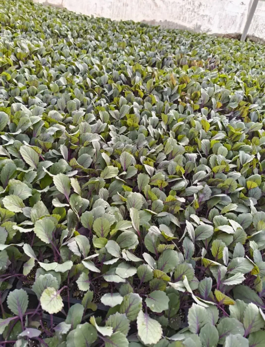 نشا کلم سفیدگرین کورنت و قرمز روبی بال قیمت مناسب|خدمات باغبانی و درختکاری|دزفول, |دیوار