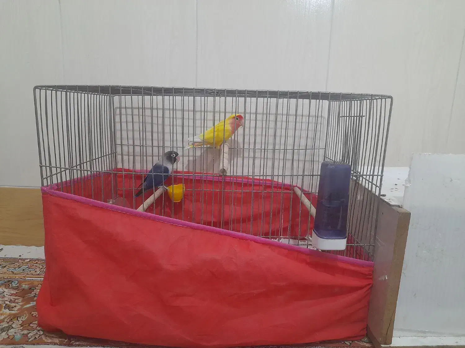 کوتوله|پرنده|قم, یزدانشهر|دیوار