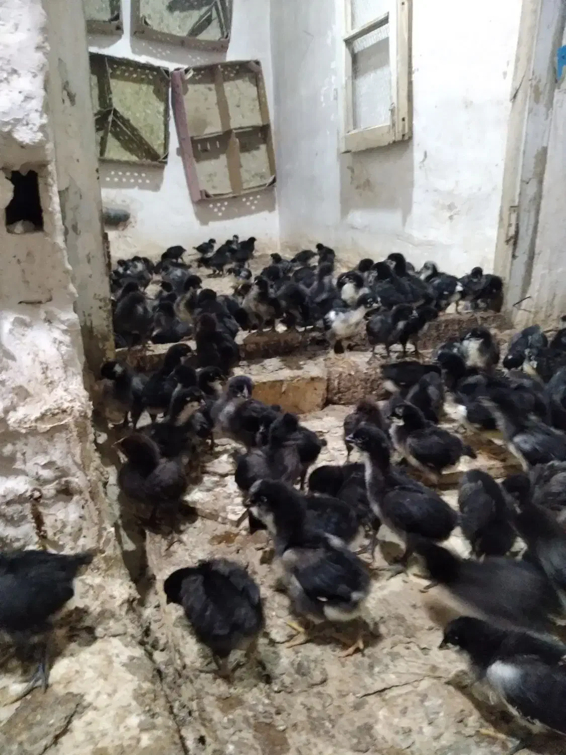 جوجه مرغ خروس|حیوانات مزرعه|قم, زنبیل آباد|دیوار