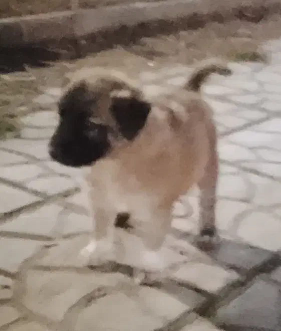 توله سگ ماده|سگ|کرمانشاه, |دیوار