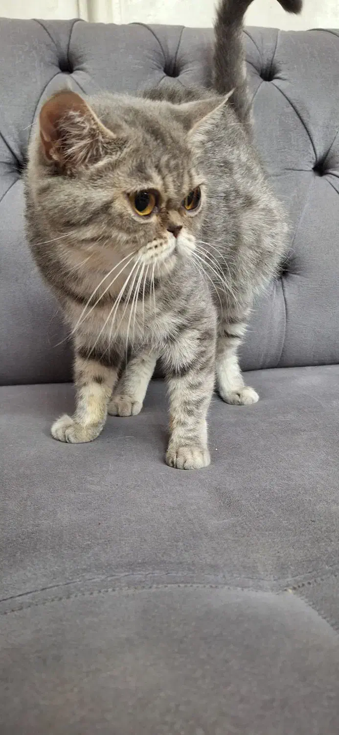 فروش پرشین اگزوتیک به شرط عقیم سازی|گربه|رشت, گلسار|دیوار