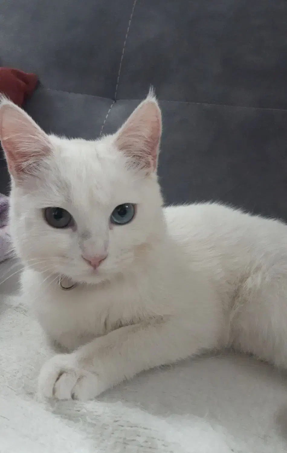گربه سفید دورکه|گربه|مشهد, هفده شهریور|دیوار