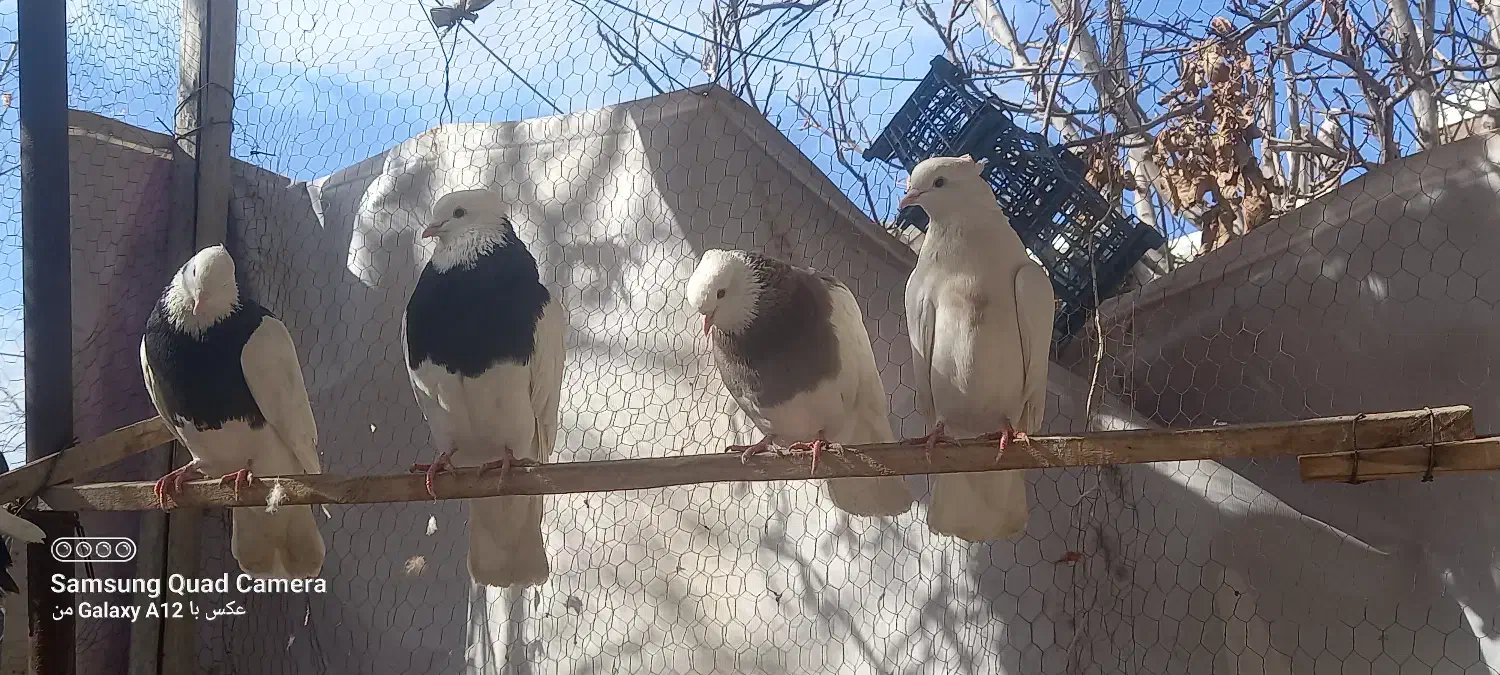 کبوتر|پرنده|بیستون, |دیوار