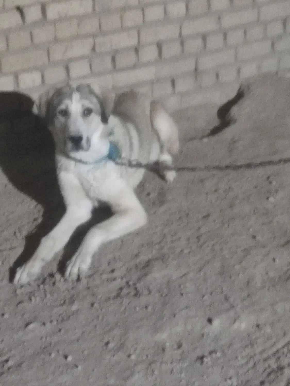 افغان سگ|سگ|صالح آباد, |دیوار