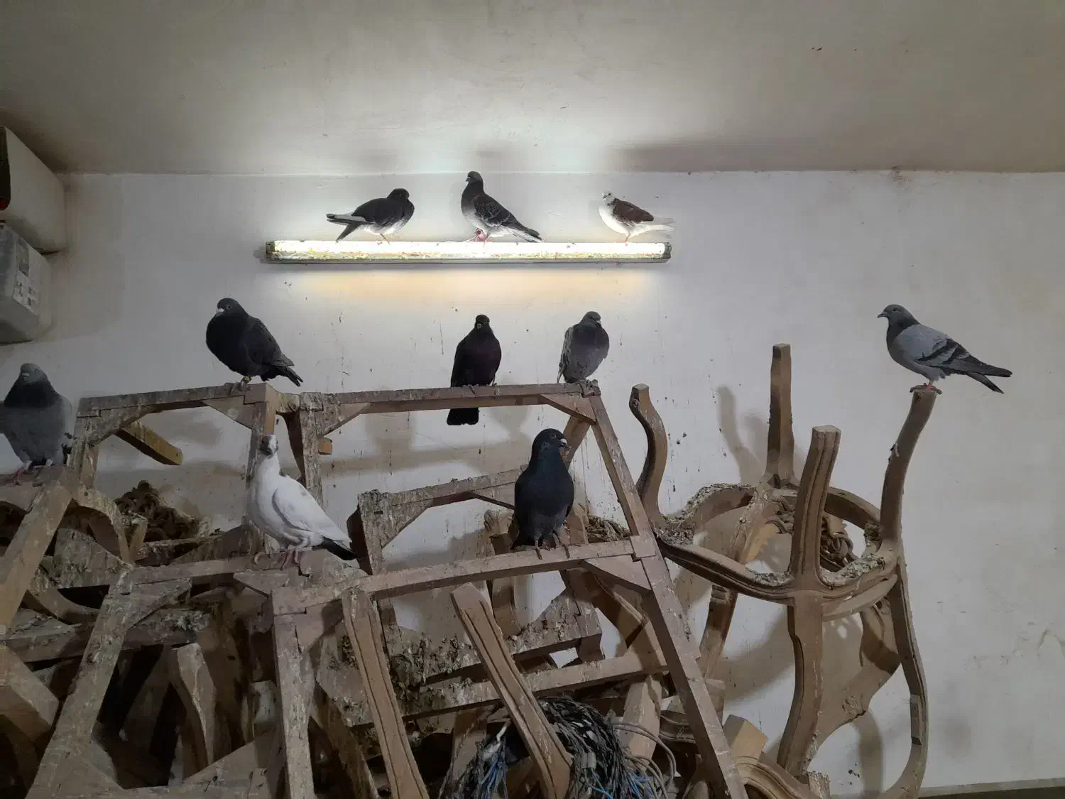 کفترپلاکی اصلی|پرنده|قم, بیانی|دیوار