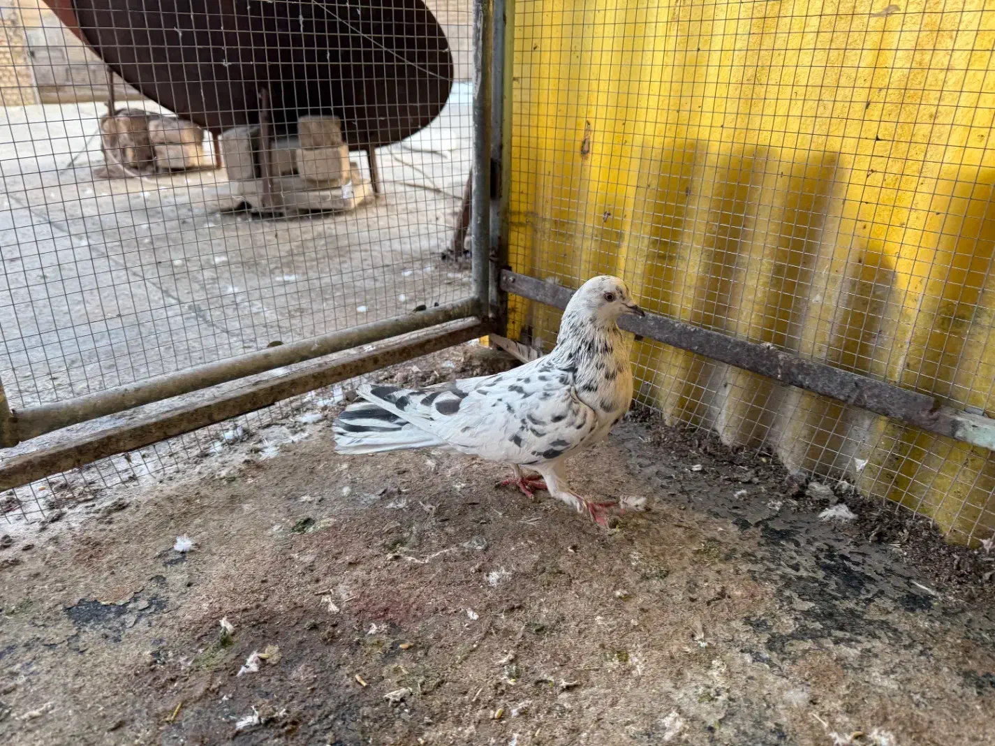 سرور هفترنگ تهرونی|پرنده|مبارکه, |دیوار