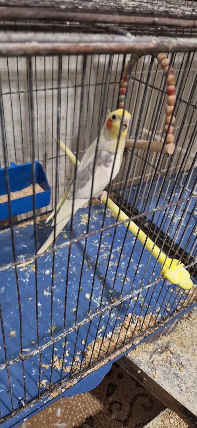 عروس هلندی مولد و فنچ|پرنده|گلبهار, شهر جدید گلبهار|دیوار