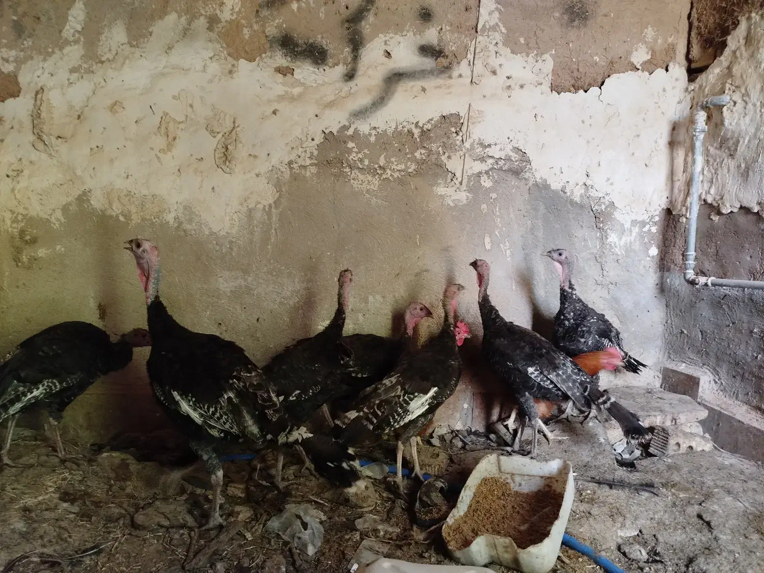 بوقلمون معاوضه با کهره یا بره سبک|حیوانات مزرعه|مرودشت, ژیان|دیوار