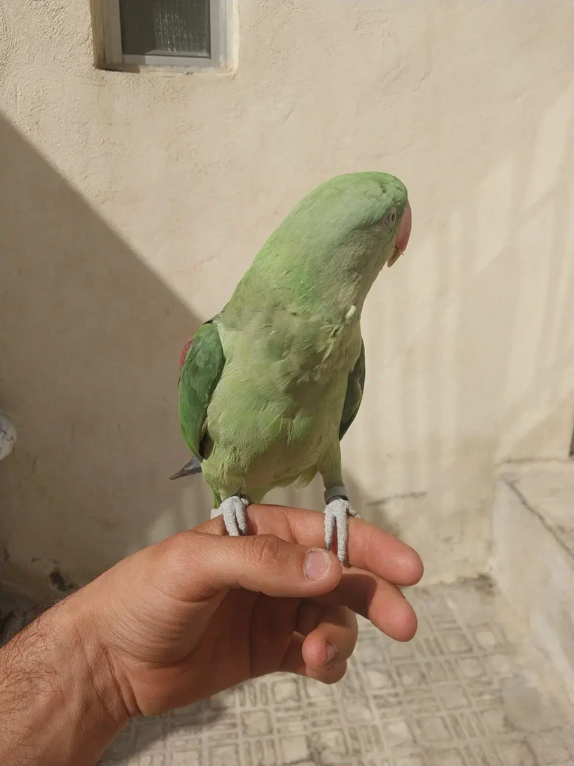 شاه طوطی|پرنده|نسیمشهر, |دیوار