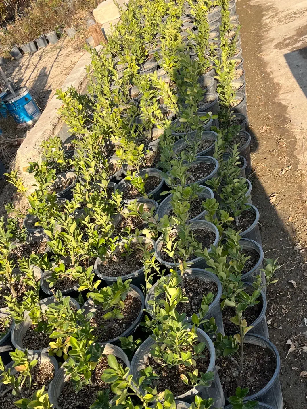 گل و گیاه نهال|خدمات باغبانی و درختکاری|شاهدشهر, |دیوار