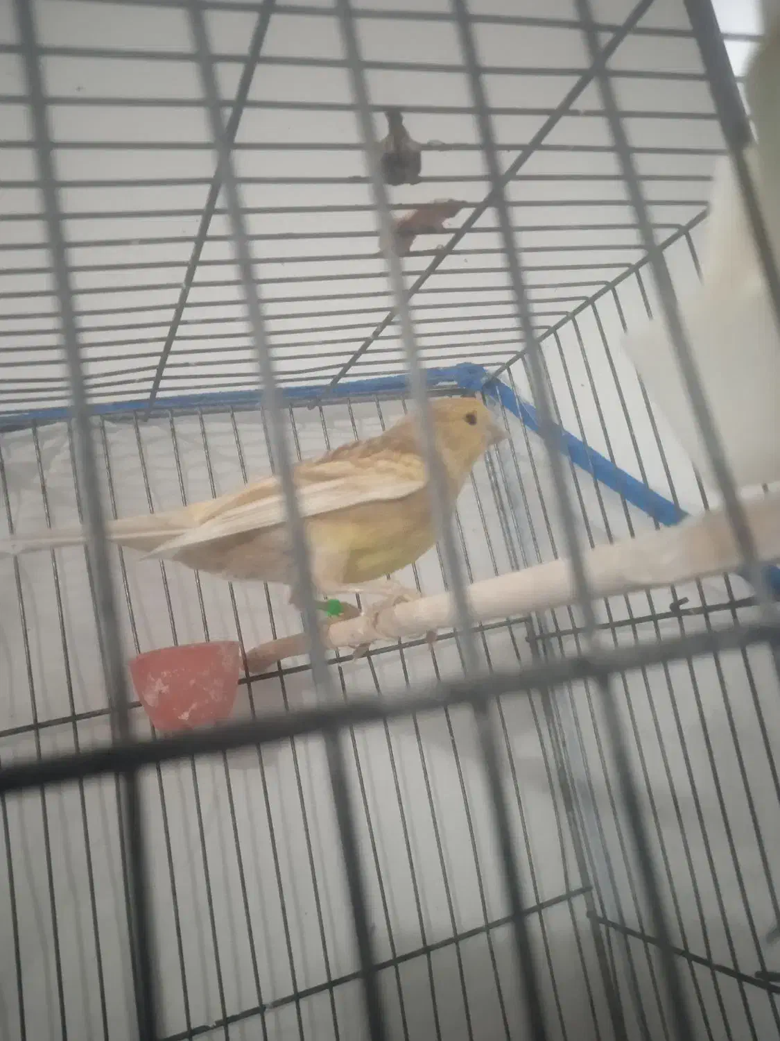 قناری|پرنده|بم, |دیوار