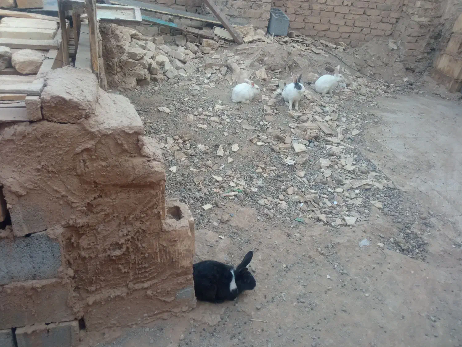 خرگوش|موش و خرگوش|یزد, |دیوار