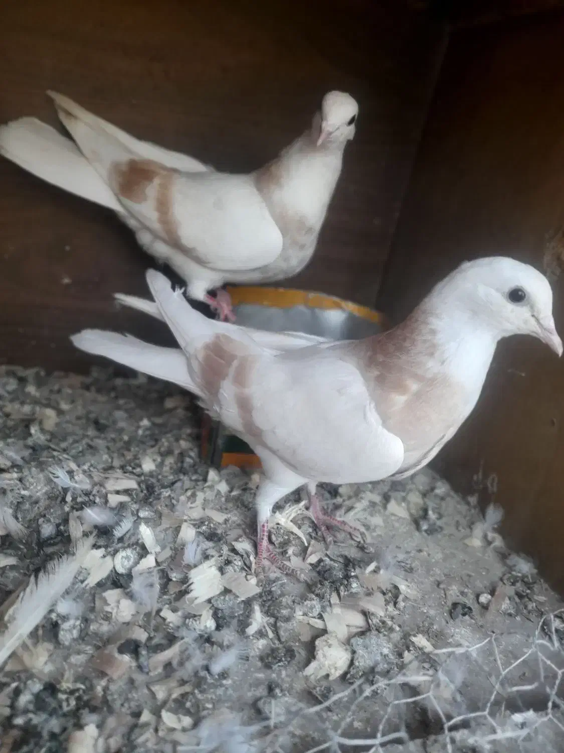 کبوتر پرشی|پرنده|بسطام, |دیوار