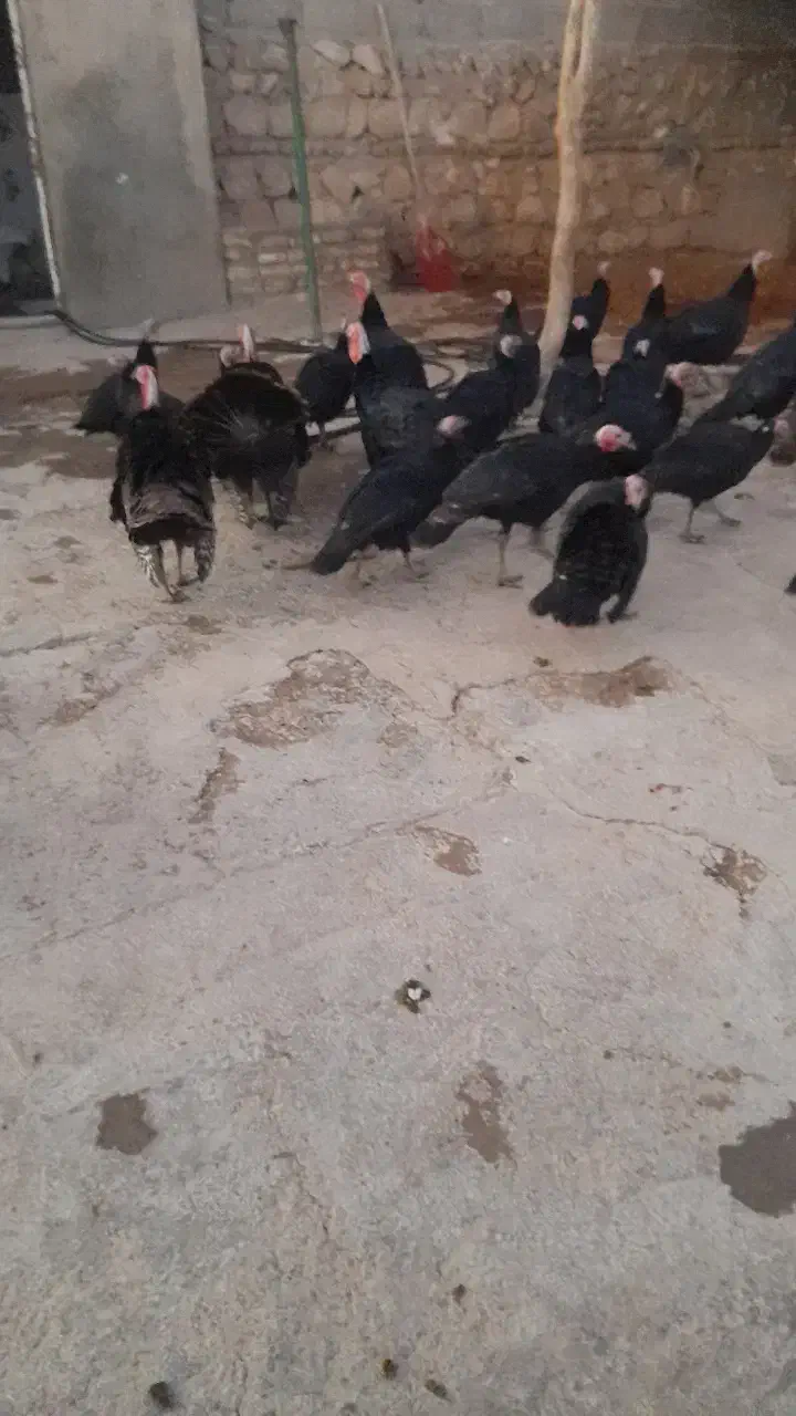 بوقلمون|حیوانات مزرعه|کوهدشت, |دیوار