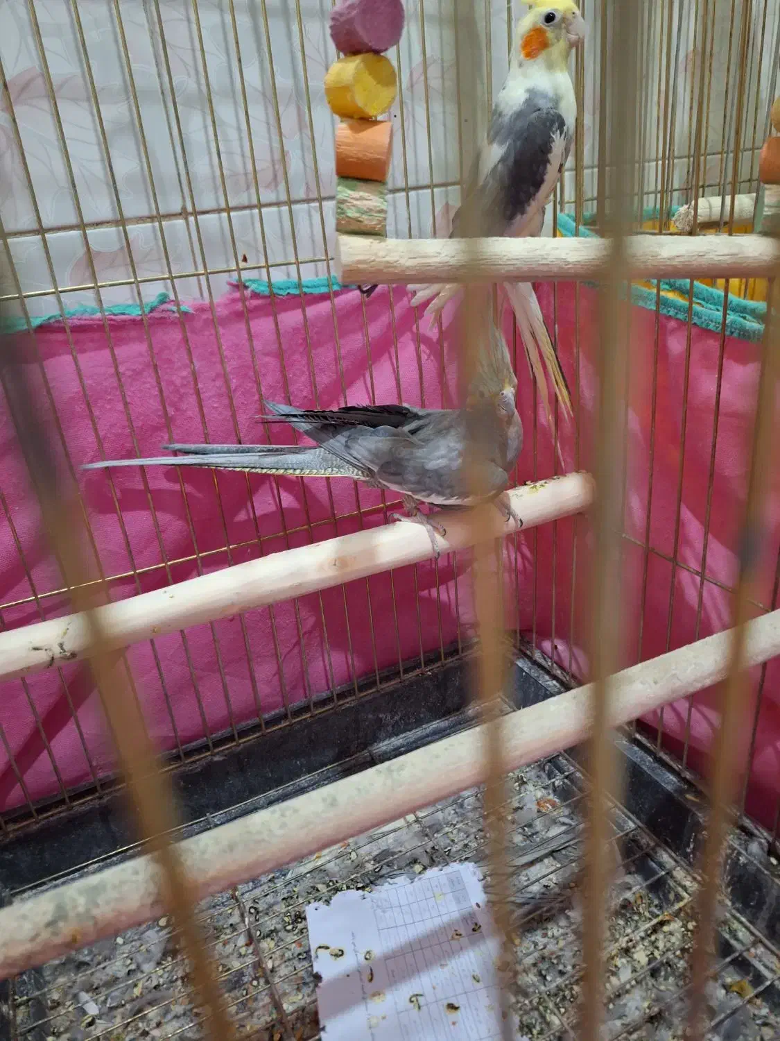 عروس هلندی|پرنده|قم, شهید صیاد شیرازی|دیوار