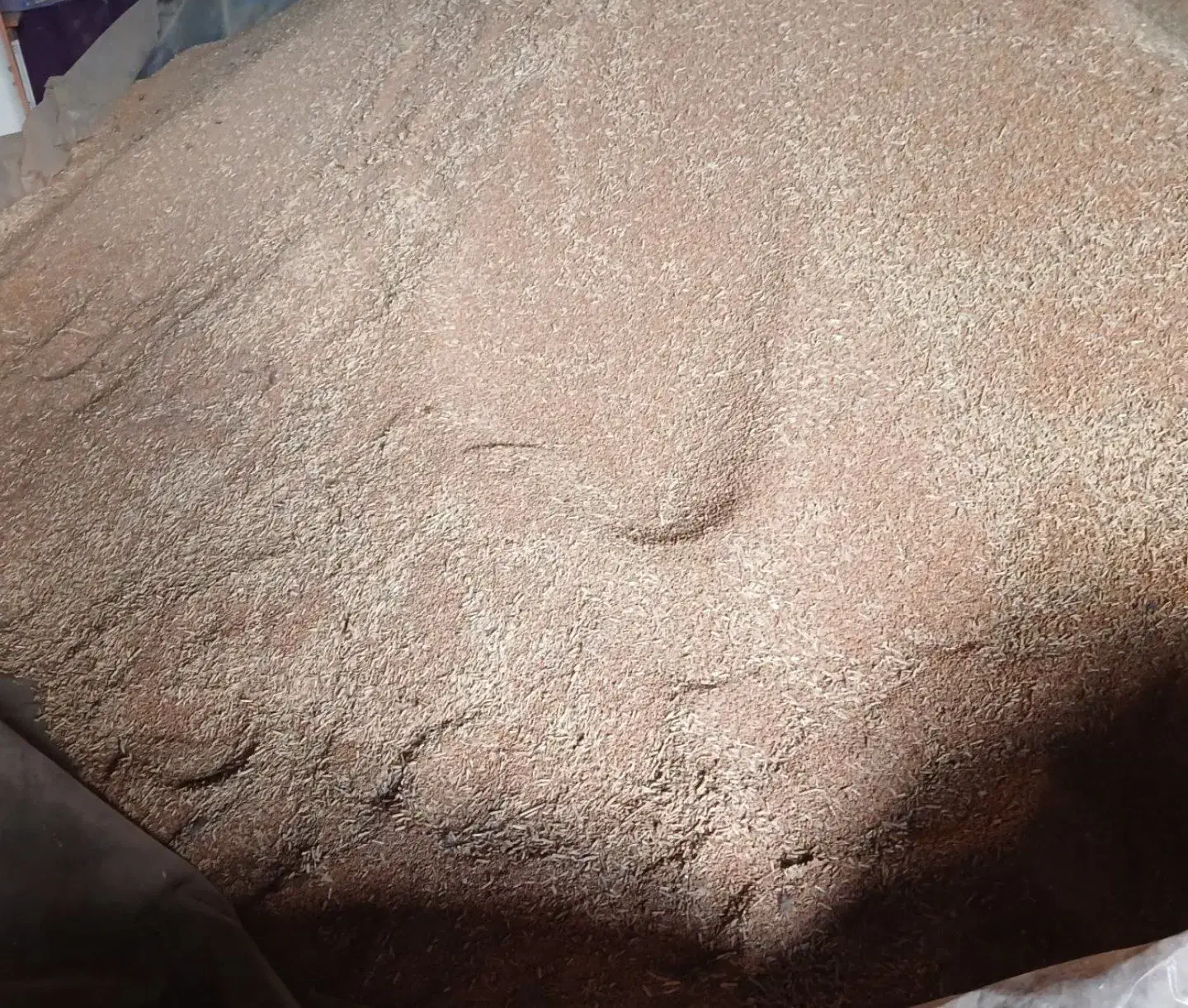 گندم آبی|گل و گیاه طبیعی|آبکوه, |دیوار