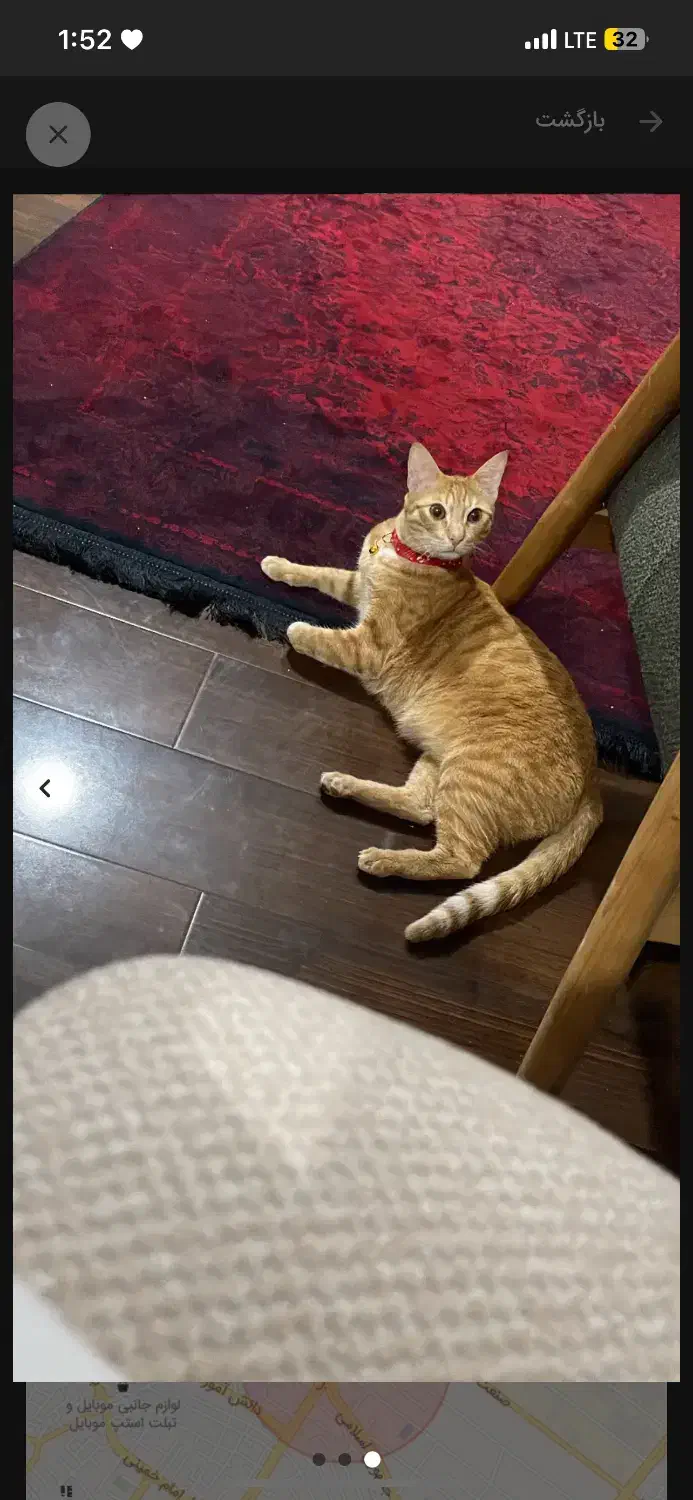 این کوچولو مهربون یه سرپرست میخاد|گربه|شاندرمن, |دیوار