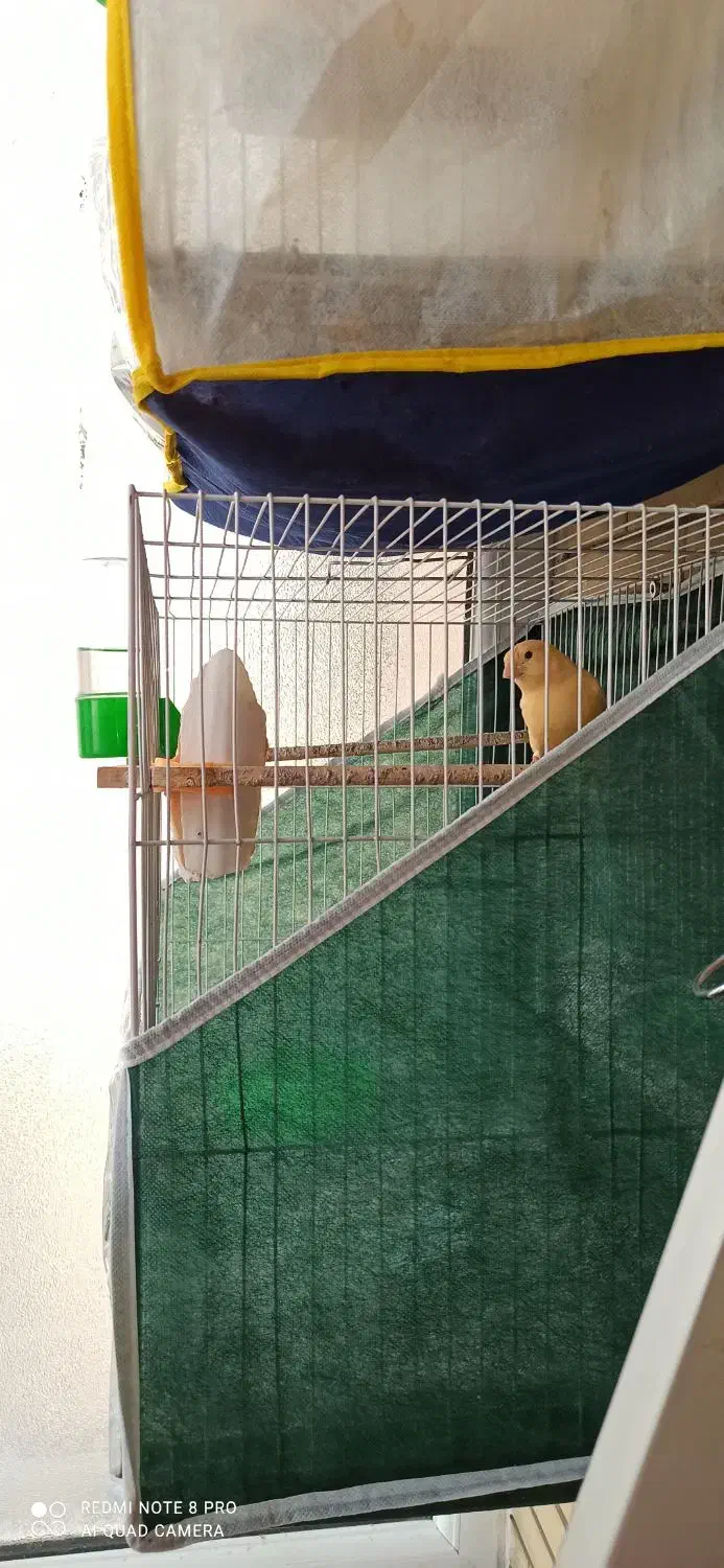 قناری ماده پرتقالی|پرنده|مشهد, فارغ التحصیلان|دیوار