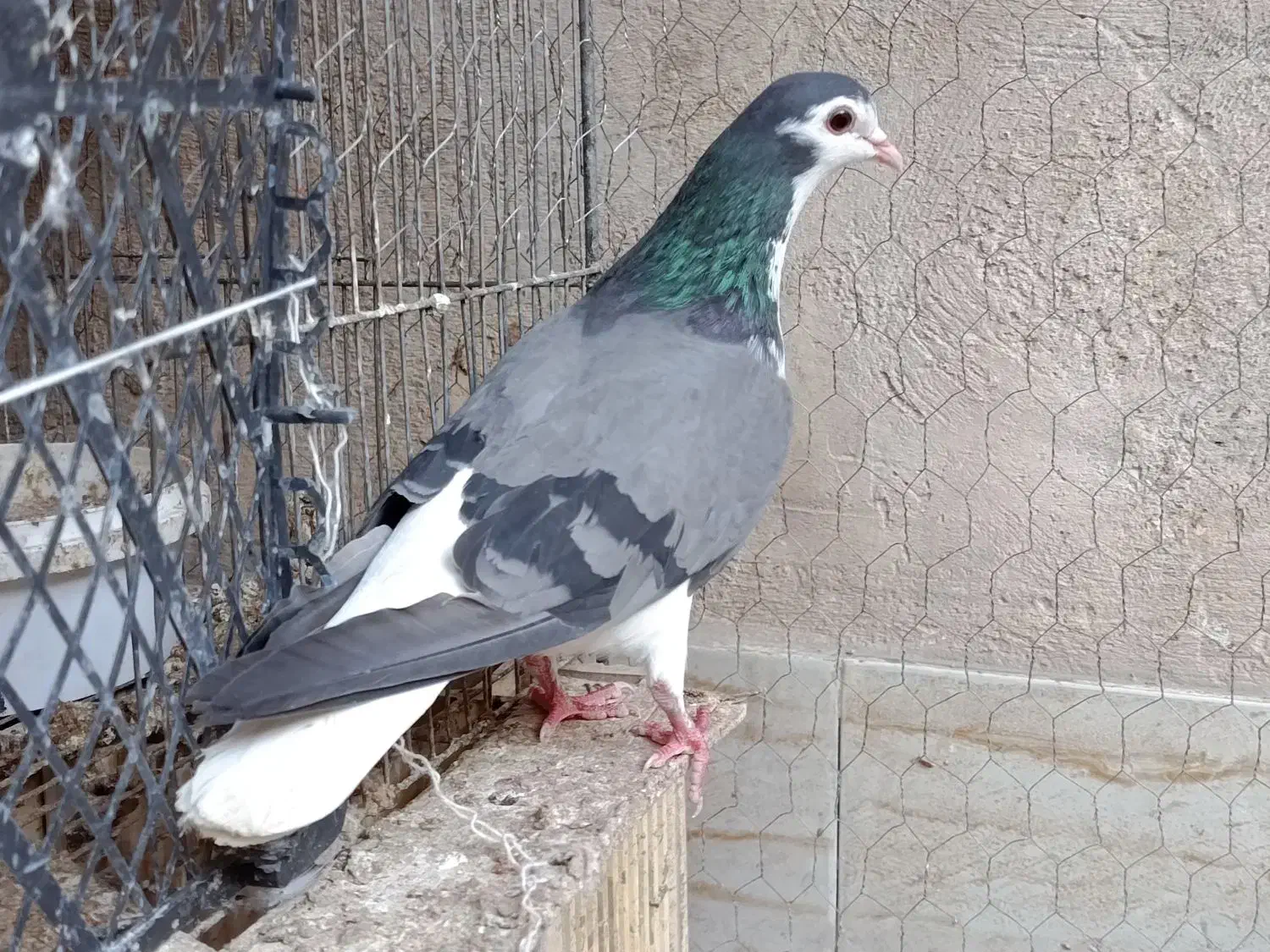 کبوتر نروماده دمگیر|پرنده|اصفهان, جاوان|دیوار