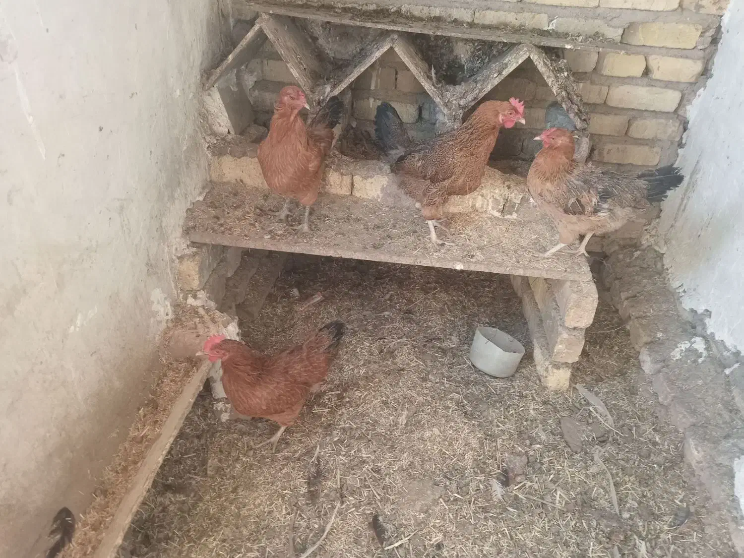 ۴عدد مرغ تخم گذار|حیوانات مزرعه|اقبالیه, |دیوار