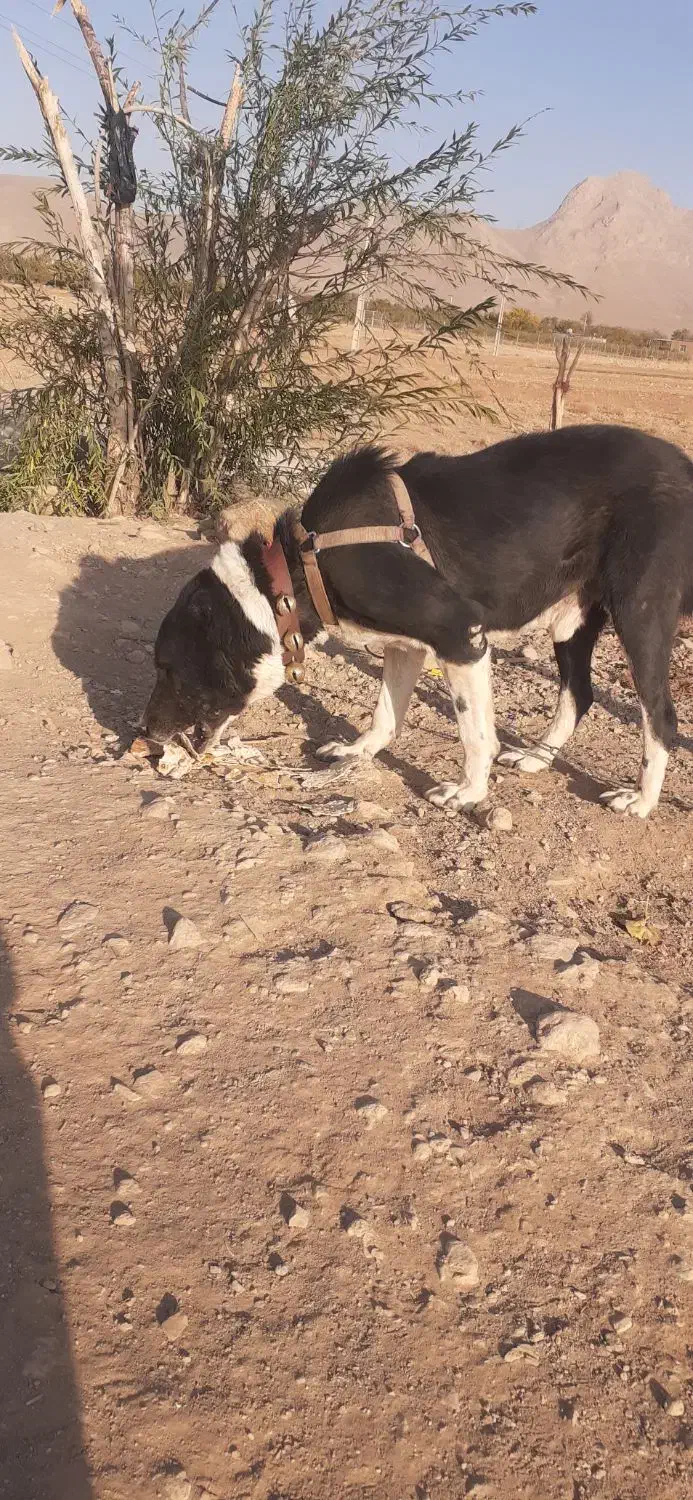 سگ گلی|سگ|شهرکرد, |دیوار