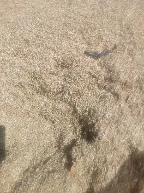 فروش کاه لوبیا|لوازم جانبی حیوانات|سیدان, |دیوار