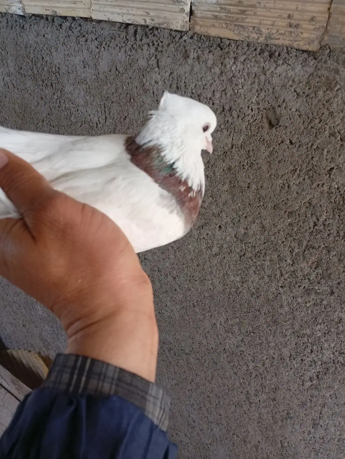 طوقی گمشده|حیوانات|ایذه, |دیوار