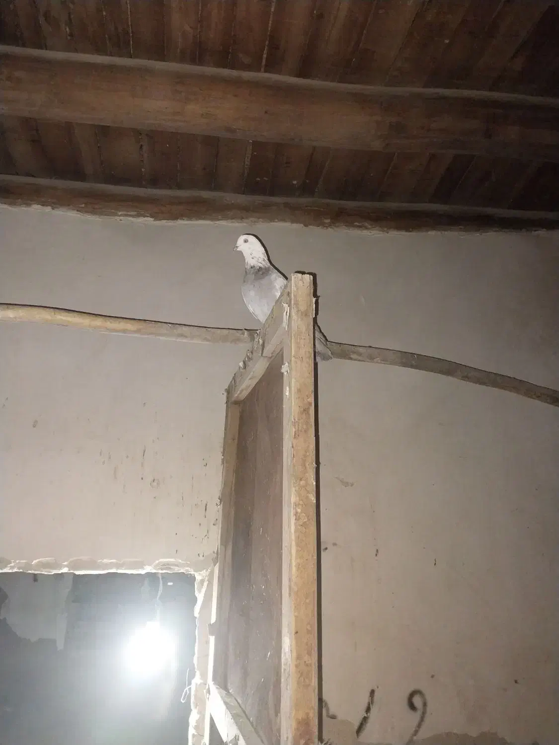 کبوتر|پرنده|مرند, |دیوار