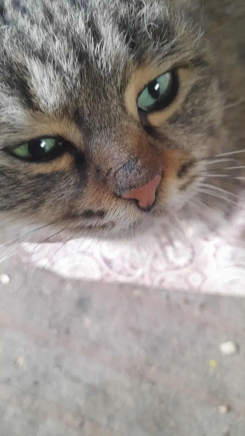 گربهdshپشمالوماده|گربه|خمینیشهر, |دیوار