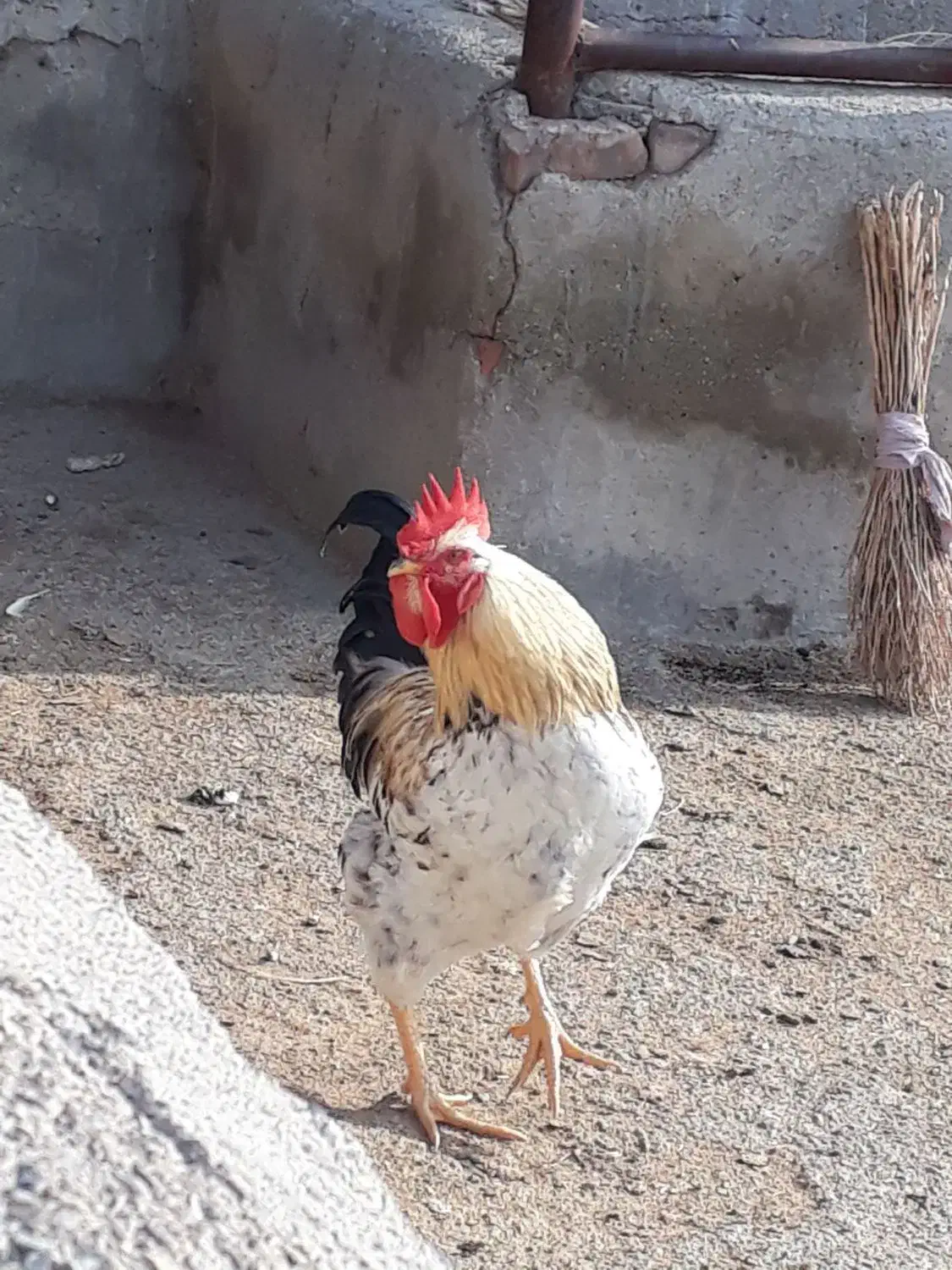 خروس جوان|حیوانات مزرعه|سلماس, |دیوار