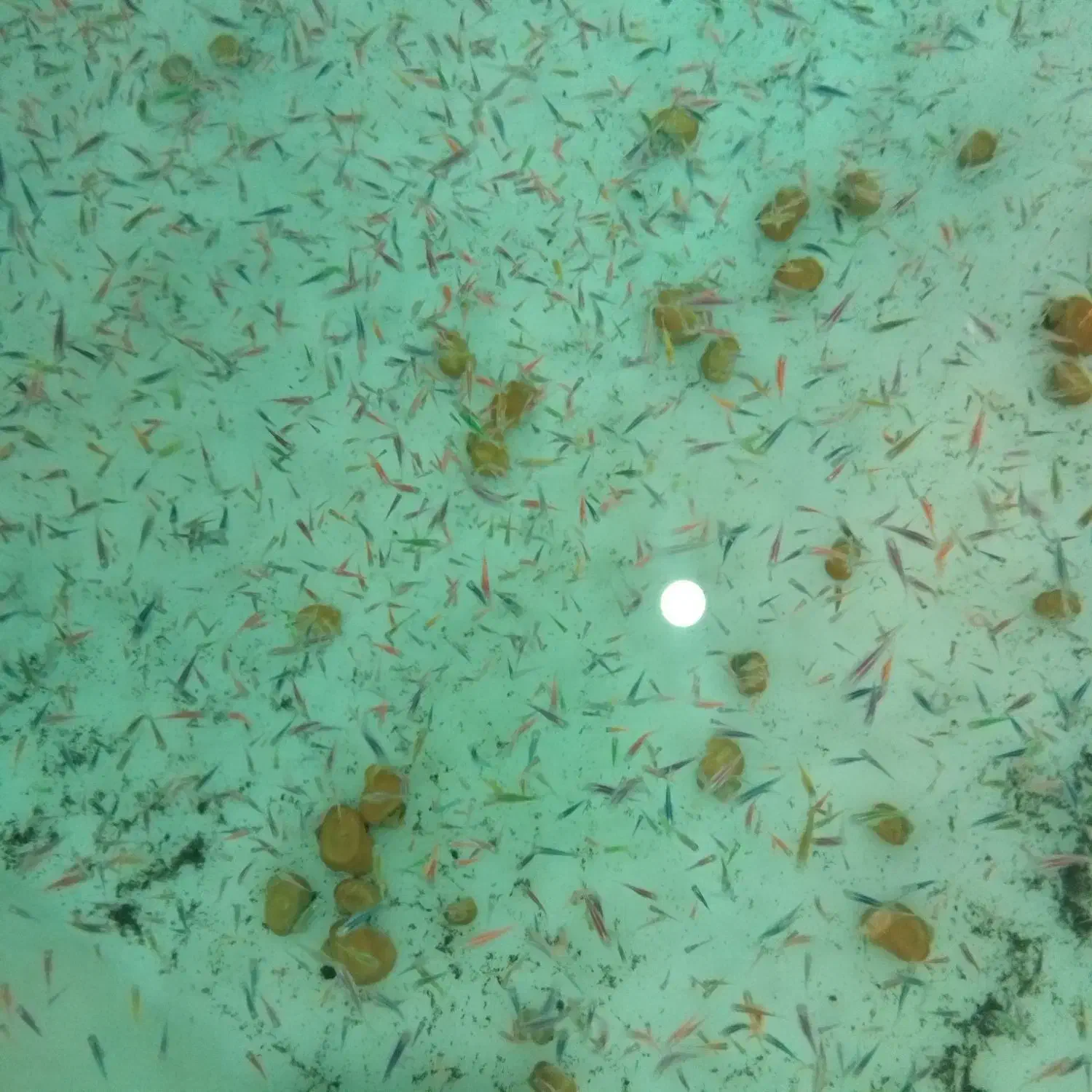 ماهی زبرا|ماهی|مشهد, کلاته برفی|دیوار